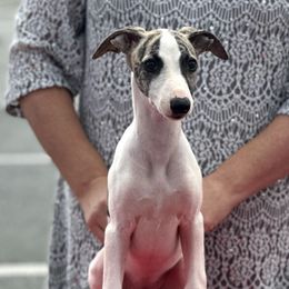 Girl 3 - White and black female Whippet puppy in Max Meadows, Virginia from RAJOPA WHIPPETS