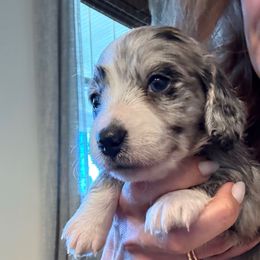 Girl 2 - Dapple female Dachshund puppy in Midlothian, Virginia from RVA Dachshunds
