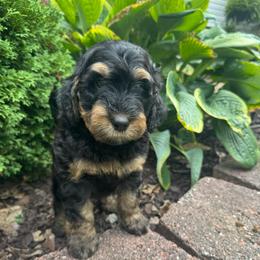 Red Male Mia - Tri-color male Bernedoodle puppy in Mc Henry, Maryland from TLC by the Lake Standard Poodle and Doodles