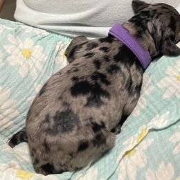 Goldendoodle Puppies from U Need A Doodle