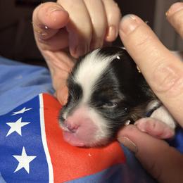 Papillon Puppies from ANTON KOTLJAROV
