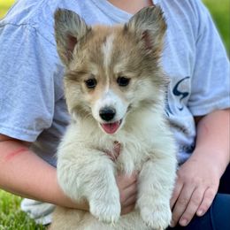 Orange Collar Lily - Red female Pembroke Welsh Corgi puppy in Paris, Kentucky from Flat Run Corgis