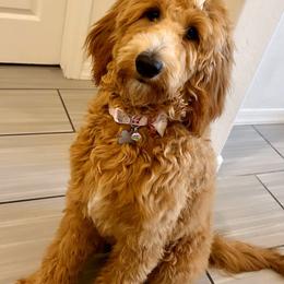 Goldendoodle All Grown Up from Goldendoodle AZ
