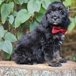 Everett - Black and tan male Cockapoo puppy in Louisburg, North Carolina from Raven Oak's Mini Cockapoos