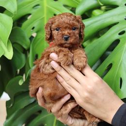 Cavapoo Puppies from Bailey & Bella Cavapoos