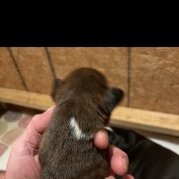 Boxer Puppies from Teressa's Boxers