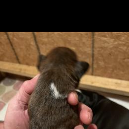 Boxer Puppies from Teressa's Boxers