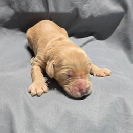 Lance - Apricot male Goldendoodle puppy in Georgetown, Tennessee from Georgetown designer and purebred puppies