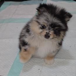 Bonnie - Blue merle female Pomeranian puppy in Buckeye, Arizona from BL Poms Heaven
