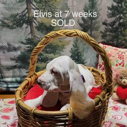 Elvis - Red and white male Basset Hound puppy in Hodges, South Carolina from Blooming Basset