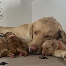 Labrador Retriever Puppies from Sun Ridge Labradors