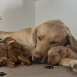 Labrador Retriever Puppies from Sun Ridge Labradors