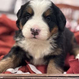 Sally - Black rust and white female Bernese Mountain Dog puppy in Enterprise, Utah from High Desert Bernese