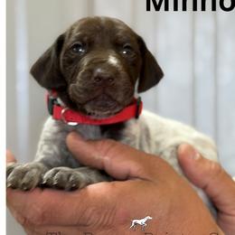 Minnow - Liver roan female German Shorthaired Pointer puppy in Six Mile, South Carolina from The Proper Pointer Co.