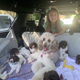 Poodle Puppies from The Parti Collection