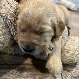 Sleepy - Golden male Golden Retriever puppy in Salem, Oregon from Baker’s Goldens