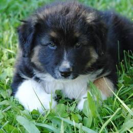 Australian Shepherd Puppies from Platinum Edition