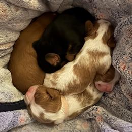 Cavalier King Charles Spaniel puppies from Caloobanan Cavaliers