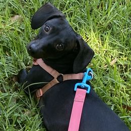 Dachshunds from Dachshunds of the Desert