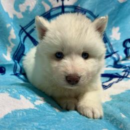 AKC Aspen - White female Siberian Husky puppy in Centreville, Maryland from Huskies By the Bay