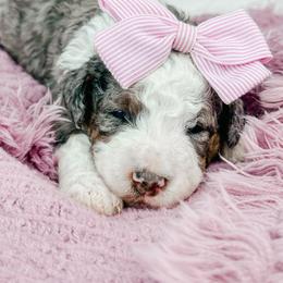 Padme - Blue merle female Bernedoodle puppy in Otisville, Michigan from Danie’s Darling Doodles LLC