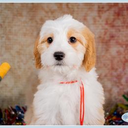 Charlie - Red male Bernedoodle puppy in Connersville, Indiana from Deaz Doodle Ranch