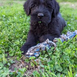 Giant Schnauzer Puppies from Riesenschnauzers von Reh Bach