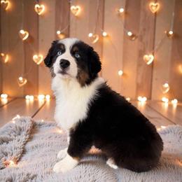 Balto - Black tri-color male Australian Shepherd puppy in Statesville, North Carolina from Charming Australian Shepherds