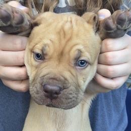 Captain Hook - blue collar Liver nose boy - Fawn male Boerboel puppy in Navasota, Texas from Silverthorne Boerboels