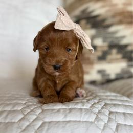 Daisy - Red  female Goldendoodle puppy in Queen Creek, Arizona from Sunny Doodles