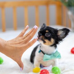 Teeny tiny Merlot 7,500 - 3.lb full grown - Black and tan male Chihuahua puppy in Jacksonville, Florida from Petits Chihuahuas