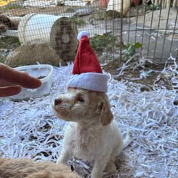 Yuba - Cream male Labradoodle puppy in Somerset, California from Annie’s Animals