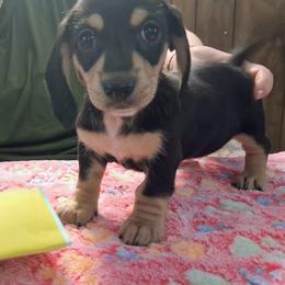 Akc Josie  F  2 - Black and cream female Dachshund puppy in Penn Run, Pennsylvania from Shannon’s Dachshunds