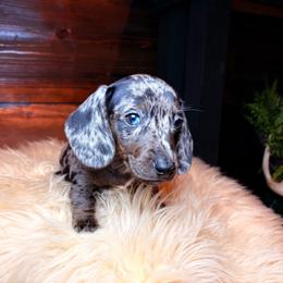 Perseus - Dapple male Dachshund puppy in Washburn, Tennessee from Clinch Mountain Dachshunds