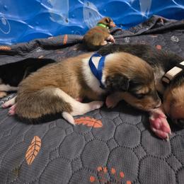 Big blue - Sable male Collie puppy in Wykoff, Minnesota from Country Collies