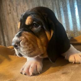 Green - Black brown and white male Basset Hound puppy in Hay Springs, Nebraska from Rain and Snow Bassets