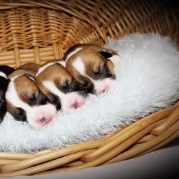 American Corgi and Pembroke Welsh Corgi Puppies from Whimsical Treasure Corgis