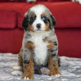 Melinda - Merle female Bernedoodle puppy in Dundee, Ohio from Down Home Doodle