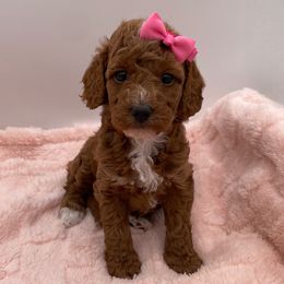 Daisy - Red  female Goldendoodle puppy in Kansas City, Kansas from Bella & Ivy’s Mini Goldendoodles of KC