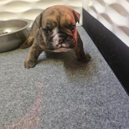 Red collar puppy - Brindle male Bulldog puppy in Lewisberry, Pennsylvania from Salted Rim Corgis