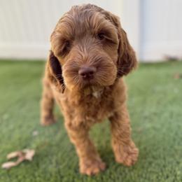 Bullseye - Apricot male Australian Labradoodle puppy in Rhode Island from Highland Beach Labradoodles