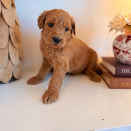 Winston - Red  male Goldendoodle puppy in Wilson, North Carolina from Cedar Creek Doodles