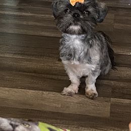 Shih Tzu All Grown Up from Jenkins Tzu and Poo’s