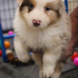 Huey - Red merle male Australian Shepherd puppy in Bagley, Iowa from Diamond M Aussies