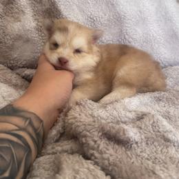 Dapple - Merle male Pomsky puppy in Orange County, California from Pomsky Playpen