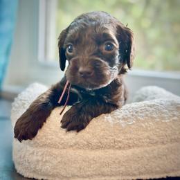 Casaba - Brown male Cockapoo puppy in Palm Beach County, Florida from Benji’s Cockapoos