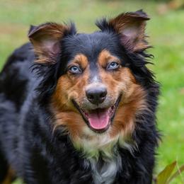 Annie - Australian Shepherd