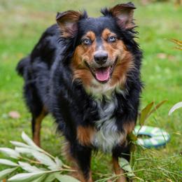 Annie - Australian Shepherd