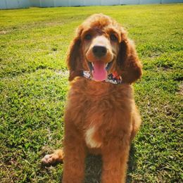 Poodle Puppies from Dannebrog Poodles