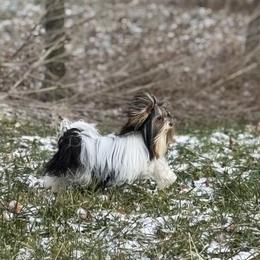 Mila - Biewer Terrier